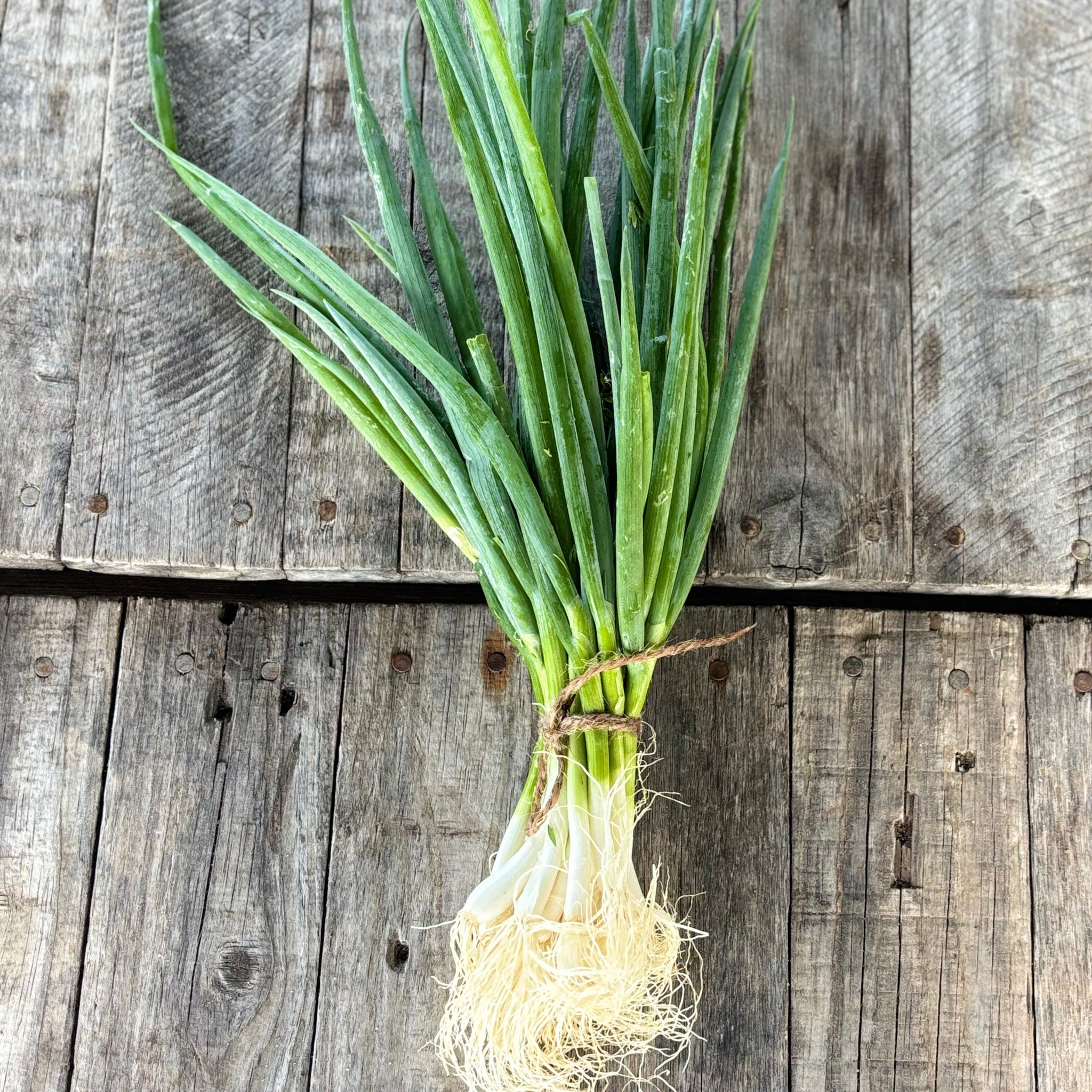 Spring Onion Organic bunch – Valota