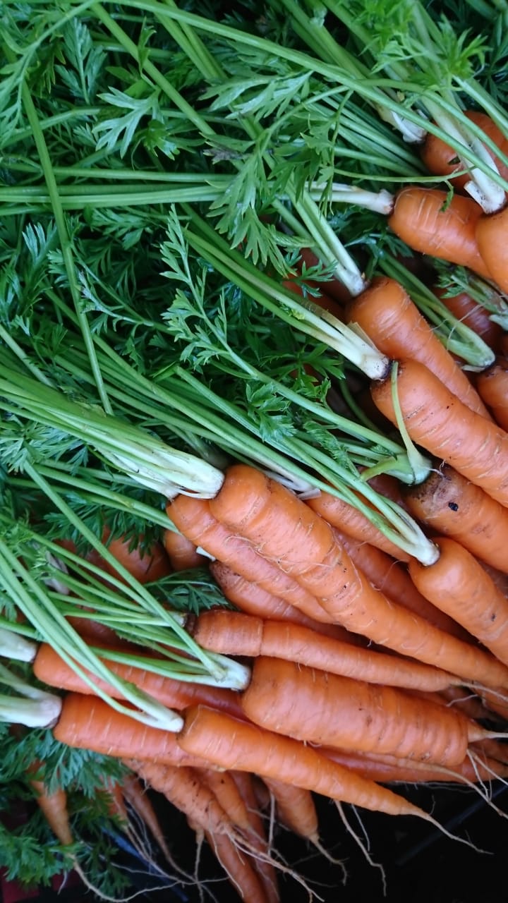 Baby Carrots - bunch (non organic)