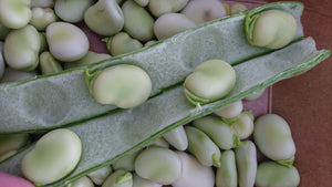Organic Broad Beans in Pod 300g