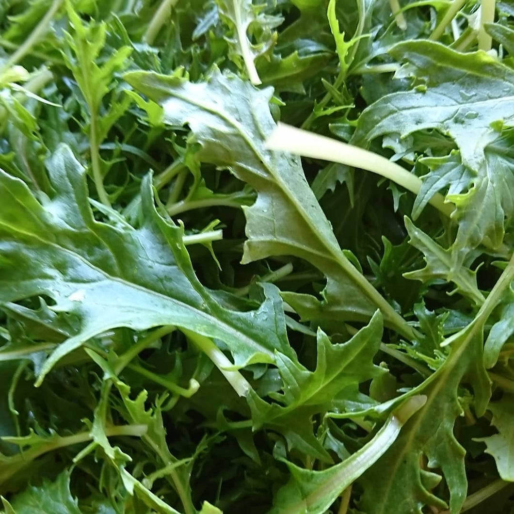 Organic Green Mizuna - bunch