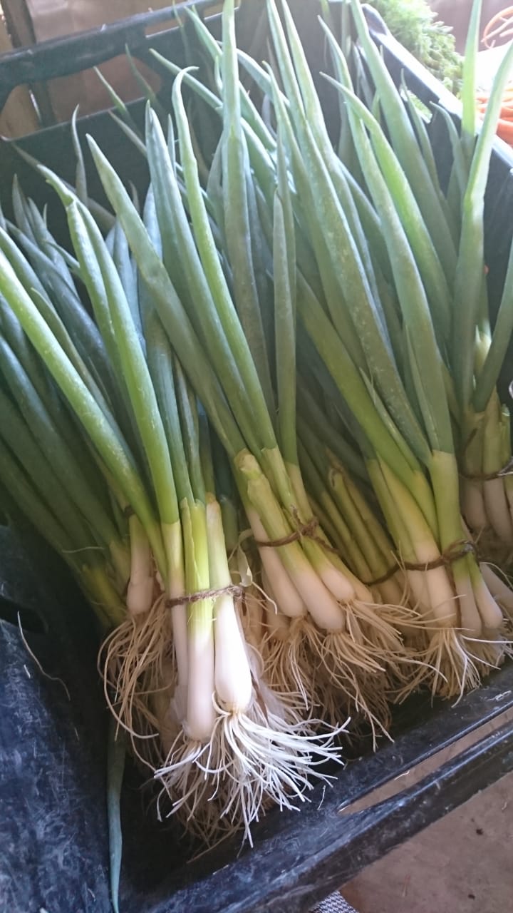 Organic Spring Onion - bunch